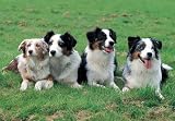 Australian Shepherd 300 Piece Jigsaw Puzzle (07)