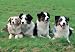 Australian Shepherd 300 Piece Jigsaw Puzzle (07)