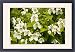 Framed Prints of A mock orange from Ardea Wildlife Pets