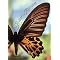 Books I use for a Kindergarten Science unit on Insects and Butterflies