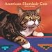 american_shorthair9american shorthair - American Shorthair Cats 2007 Calendar