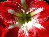 Amaryllis Minerva