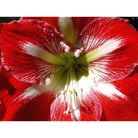 Amaryllis Minerva