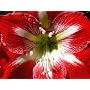 Amaryllis Minerva