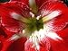 Amaryllis Minerva