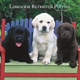 Labrador Retriever Puppies 2007 Calendar