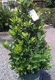 Bay Laurel Topiary Cone, Five Gallon Container