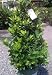 Bay Laurel Topiary Cone, Five Gallon Container