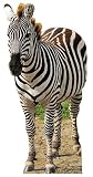 Zebra Standee