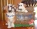Solar Bulldog Puppy - Bull Dog Welcome Sign 8
