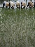 In the Rich Delta of Vietnam, Women Plant Hybrid Rice Photographic Poster Print by Lynn Johnson, 12x16