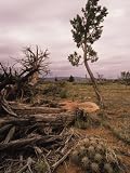 Deforestation by Chaining Trees, Arizona Photographic Poster Print by David Edwards, 18x24