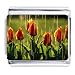 Photo Tulips Italian Charm