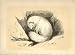 THE ARTIC FOX 1860 COLOURED ENGRAVING SEPIA STYLE