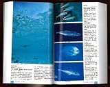 日本の海水魚 (山溪ハンディ図鑑) 画像