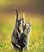 ZLauncher Background Image/Wallpaper House Cats and Animals LowRes 160x160 downloadable Software