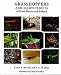 Grasshoppers and Allied Insects of Great Britain and Ireland