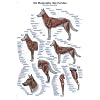 VL610 Erler-Zimmer Lehrtafel Die Muskulatur des Hundes, 50x70cm