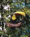 Chestnut Mandible Toucan W/grape on a 14
