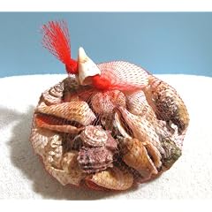 Muschelnetz Muscheln Schnecken ca. 520g Deko Fischernetz