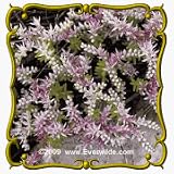 1 Oz Widow's Cross (Sedum pulchellum) Bulk Wildflower Seeds