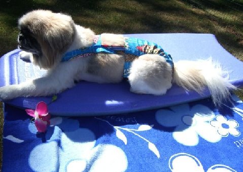 Joybies Blue Aloha Piddle Pants(TM) for Small Female Dog (Measuring 13-15 From Collar to Base of Tail)