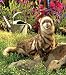Ferret