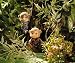 Calico Critters Mango Monkeys