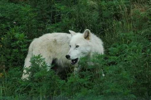 Artic Wolf - 24