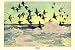 Art Poster, Eiders - 27.5 x 18.75