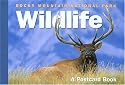 Rocky Mountain National Park Wildlife: A Postcard Book (Postcard Books)