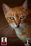 The Serialized Adventures of Marlo & Norway (Episode One : "Here kitty, kitty...")