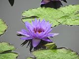 11x14 Digital Art Limited Edition Prints Waterlily Floral Realist Violet Lotus 2