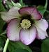 Helleborus 'Mardi Gras Picotee Pink' - Hellebore