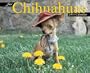 Just Chihuahuas