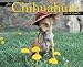 Book Just Chihuahuas