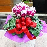 シクラメン鉢植え 「プリマドンナ」 かご付き 紫色に白色の珍しい花 お歳暮ギフトや誕生日プレゼントに