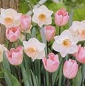 Pink Frosting Collection Tulips and Daffodils- 16 Bulbs