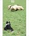 Photographic Prints of DOG - Border Collie with sheep, working sheepdog from Ardea Wildlife Pets