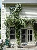 Clematis Sweet Autumn Vine 15 Seeds -paniculata