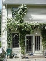 Clematis Sweet Autumn Vine 15 Seeds -paniculata