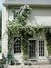 Clematis Sweet Autumn Vine 15 Seeds -paniculata Clematis Sweet Autumn Vine 15 Seeds -paniculata