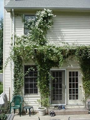 Clematis Sweet Autumn Vine 15 Seeds -paniculata