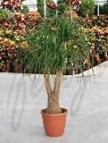 Eigenschaften Terrapalme  / Beaucarnea recurvata - Elefantenfuß,Flaschenbaum Topfbreite 28 cm / Pflanzenhöhe 120 cm mit Topf / Verzweigt