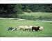 Photographic Prints of DOG - Border Collie with sheep, working sheepdog from Ardea Wildlife Pets