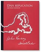 DNA Replication