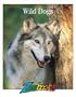 Wild Dogs (Zoobooks Series)