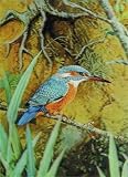 3D Lenticular KINGFISHER - POSTCARD