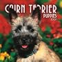 Cairn Terrier Puppies 2007 Mini Calendar