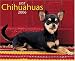 Just Chihuahuas 2006 16-Month Wall Calendar
